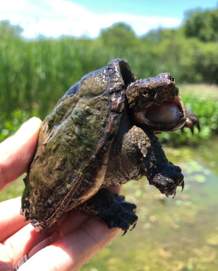 Common Snapping Turtle